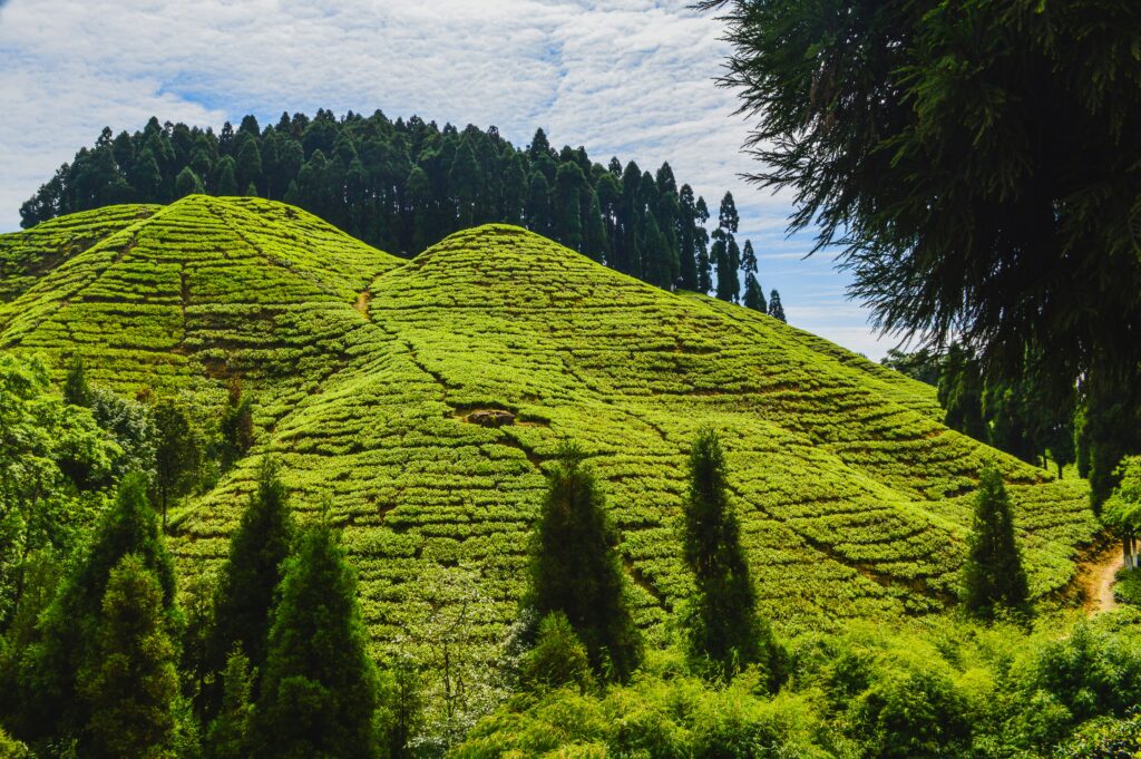  Best Places to Visit in Kurseong in One Day