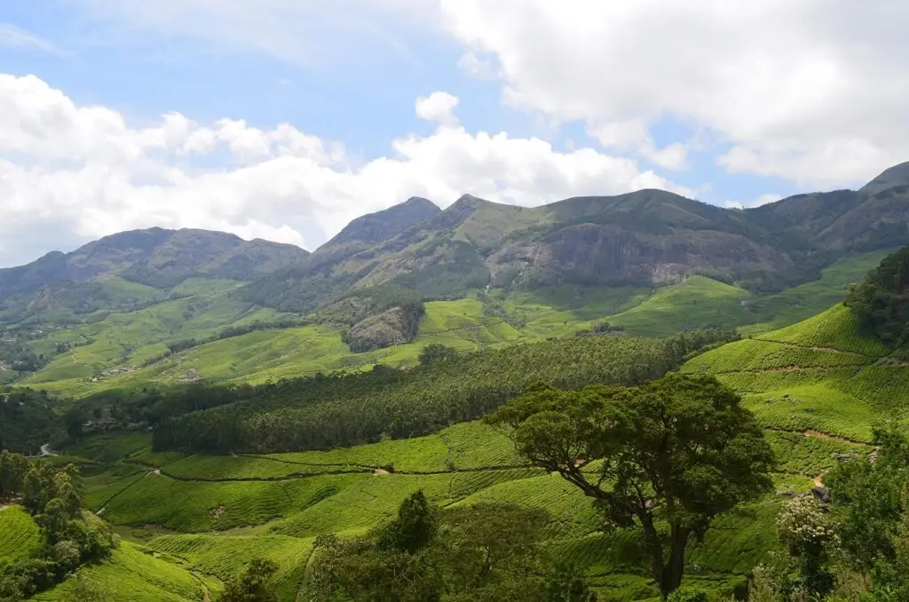 munnar, tea, plantation, kerala, india, munnar, munnar, munnar, munnar, kerala, kerala, kerala, kerala, kerala