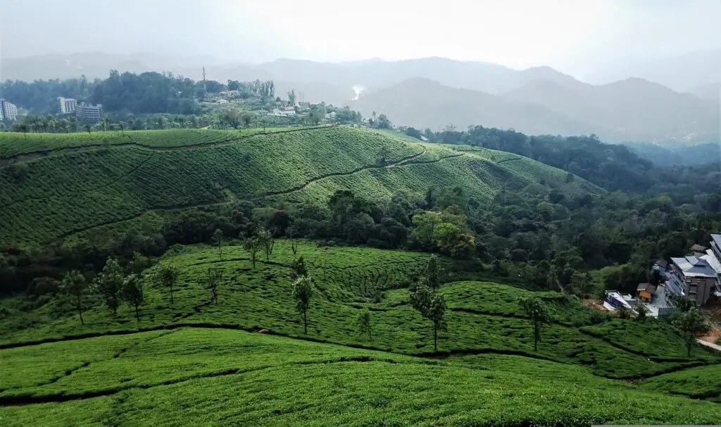 tea plantation, munnar, india, kerala, plantation, landscape, mountain, scenery, scenic, travel, nature, tourism