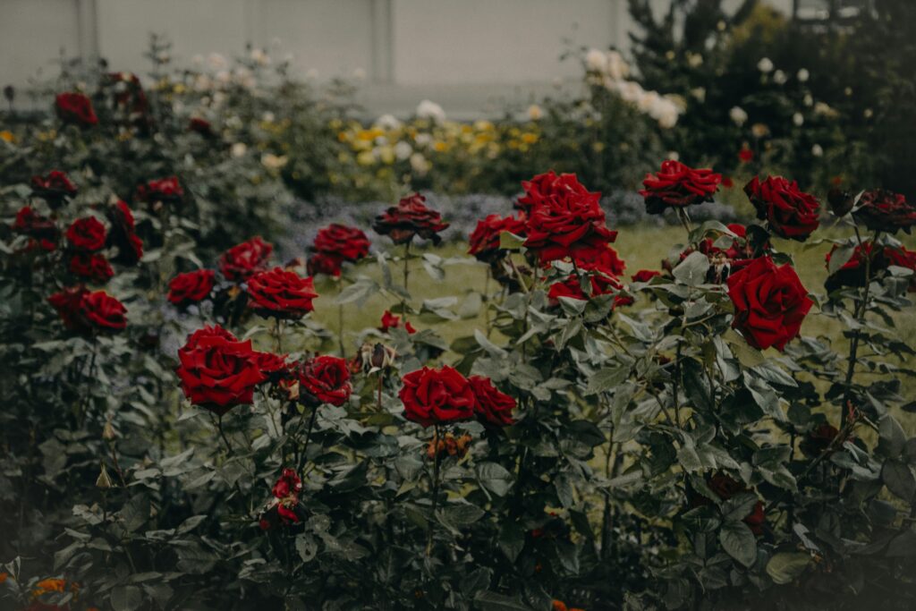 Lush red roses flourishing in a vibrant outdoor garden setting.
